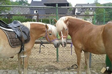 Zwei Pferde werden fertig gemacht für das Ponyreiten im Familienhotel Monikas Ferienhof Sauerland.