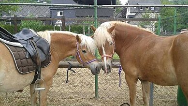 Zwei Pferde werden fertig gemacht für das Ponyreiten im Familienhotel Monikas Ferienhof Sauerland.