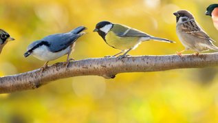 Fünf Vögel sitzen auf einem Ast.