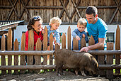 Familie streichelt Schweine im Familienhotel Huber in Südtirol. Hier gibt es einen Kleintierbereich mit vielen Tieren.