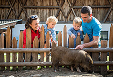Familie streichelt Schweine im Familienhotel Huber in Südtirol. Hier gibt es einen Kleintierbereich mit vielen Tieren.